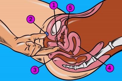 1 – G-točka, 2 – klitoris, 3 – anus, 4 – maternica, 5 – mjehur Kako pronaći G-točku, G-točka, Kako stimulirati G-točku